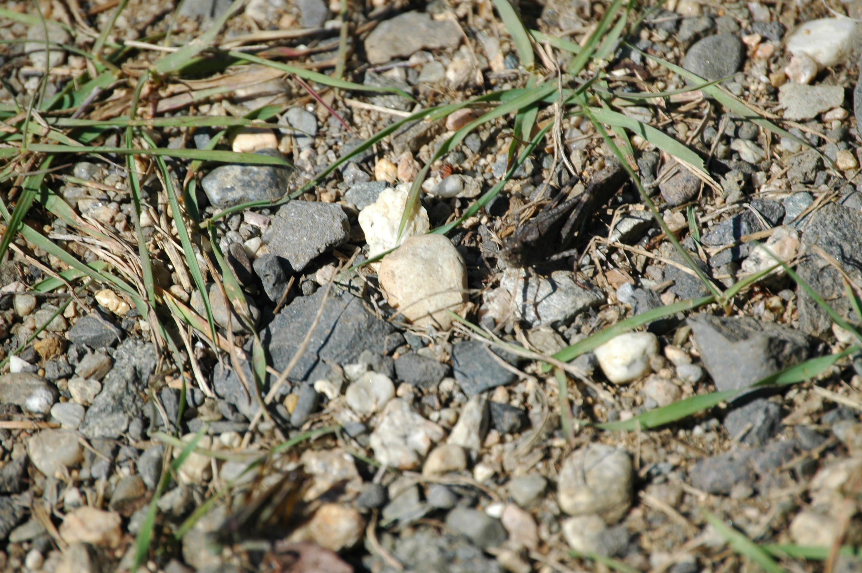 photos/wildlife/Invertebrate_Species/Canada/Canada 2007 395.jpg